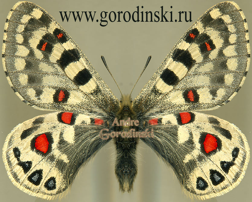 http://www.gorodinski.ru/papilionidae/Parnassius przewalskii .jpg